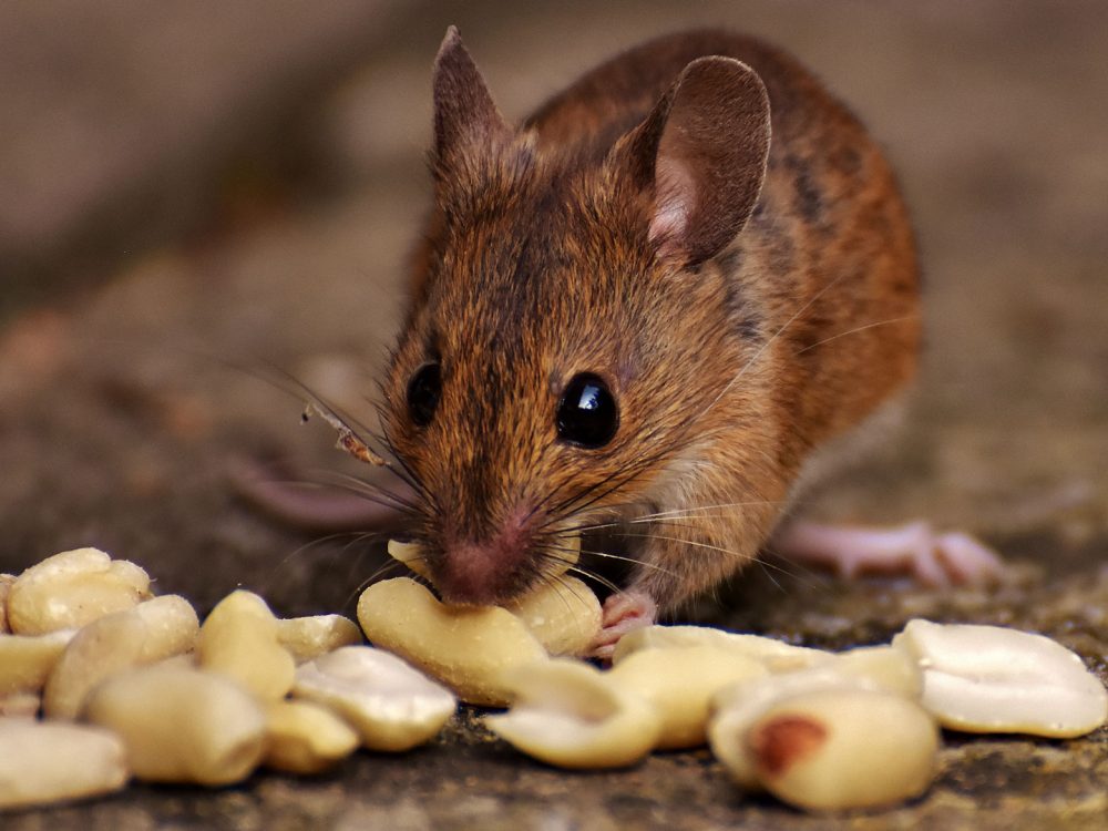 Myš domová